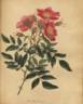 <i>Rosa pensylvanica</i> Michx. syn. rose photo