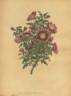<i>R. spinosissima marmorea</i> rose photo