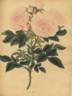 Cluster Maiden's Blush rose photo