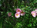 Pink Garland rose photo