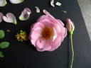 Pink Garland rose photo