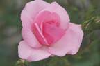 Dolcezza rose photo