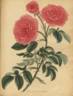 <i>Rosa provincialis</i> var. <i>flore pleno</i> rose photo