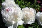 Madame de Verneville peony photo