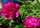 Hania peony photo