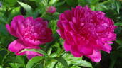 Hania peony photo