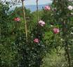 Dolcezza rose photo