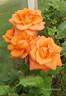 Tropical Amazone ™ rose photo