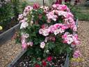 Rag Doll rose photo