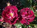 Sister Sharon rose photo