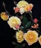 Peachy Bear rose photo