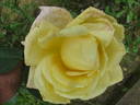 Dorabella rose photo
