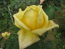 Dorabella rose photo