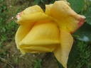Dorabella rose photo