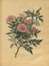 Double Cinnamon rose photo