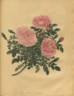 <i>Rosa eglanteria Americana</i> Andr. rose photo