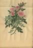 Williams's Sweetbriar rose photo