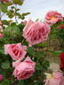 Admiral rose photo