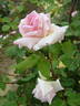 McGredy's Gem rose photo