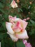 Camphill Glory rose photo