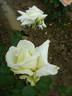 Sodori-Hime rose photo