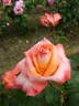 Frohsinn® '82 rose photo