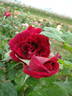 Nocturne rose photo