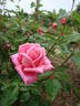 Aveu rose photo