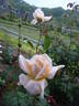 Amanecer rose photo