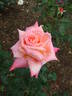 Croft Original rose photo