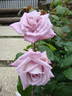 Intermezzo rose photo