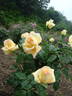Delicia ® rose photo