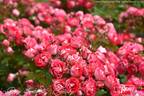 Rosige Landdrostei rose photo