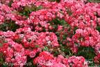 Rosige Landdrostei rose photo