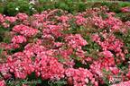 Rosige Landdrostei rose photo