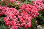 Rosige Landdrostei rose photo