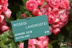 Rosige Landdrostei rose photo