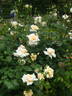 Golden Ophelia rose photo