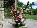 Armada ® rose photo