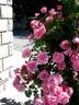 Armada ® rose photo