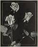 Imperial Potentate rose photo
