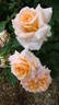 Barossa Dream rose photo