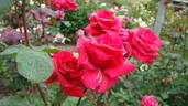 Cherry Glow rose photo