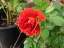 Laura Bush ™ rose photo