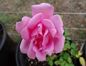 Les Sjulin rose photo
