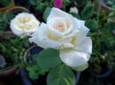 Maid of Honour rose photo