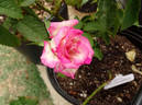 Marlon's Day rose photo