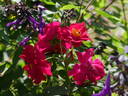 Wes Abrahams rose photo