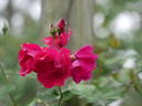 Wes Abrahams rose photo