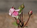 Geraldine Jesse rose photo